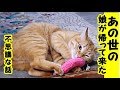 【猫 不思議な猫】あの世の娘が猫に入ってお盆に帰ってきた話・招き猫ちゃんねる