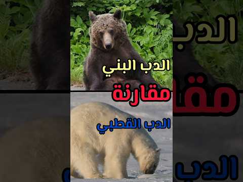 مقارنة بين الدب القطبي و الدب البني اكسبلور معلومات عالم الحيوان  حيوانات دب