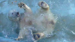 Barryba (Japan's oldest polar bear) having fun playing in the pool