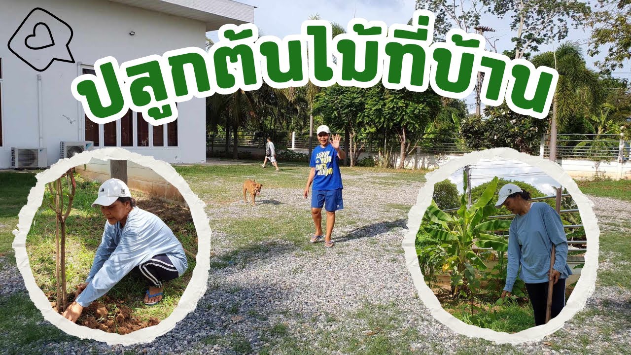 Sunaree ปลูกต้นไม้ผลไม้ที่บ้าน Sunaree ปลูกต้นไม้ผลไม้ที่บ้าน