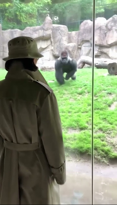 Gorilla Almost had him for lunch