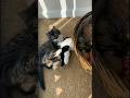 Cat Who Loves Stuffed Animals Gets A Real Sibling l The Dodo #cat #pets #animals