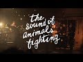 Capture de la vidéo The Sound Of Animals Fighting (Partial Set) {4K} @ The Observatory