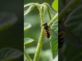 Zu viel Unkraut im Garten? Dieser einfache TRICK steigert Ihre Ernte! | Gartentipps