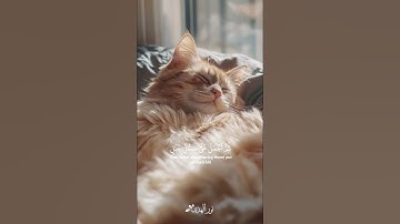 « وإذ قال إبراهيم رب أرني كيف تحيي الموتى » سورة البقرة || تلاوة خاشعة 🎧 ♥ || عبدالرحمن مسعد ||