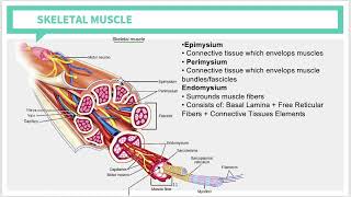 Histology: Muscle Tissue