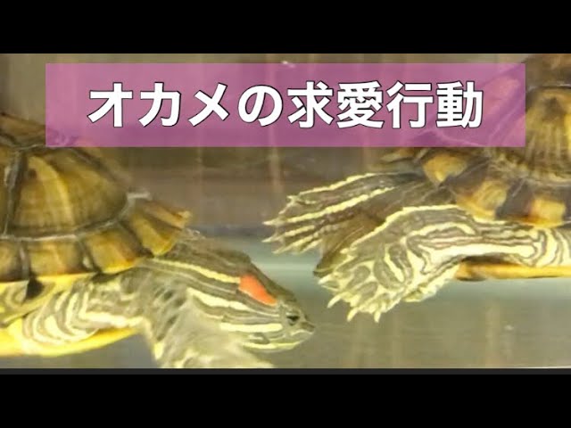 ミシシッピアカミミガメ 求愛行動 Youtube
