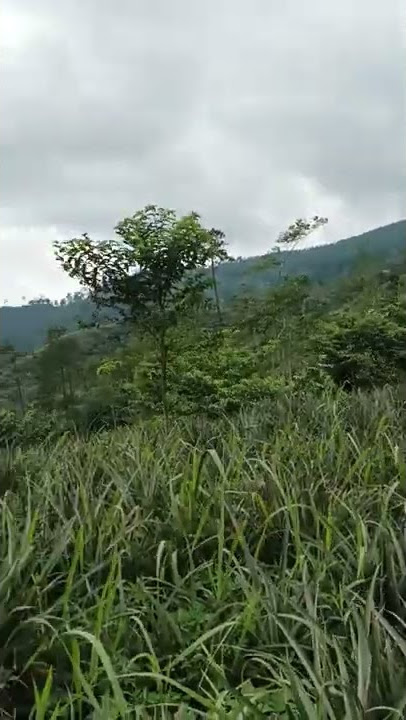 Indahnya Lahan Pertanian Nanas Madu Di Belik Pemalang
