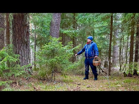 ГРИБНИК В ШОКЕ! НОВЫЙ СОСНОВЫЙ БОР ГДЕ МНОЖЕСТВО БОРОВИКОВ! Боровики и белые грибы
