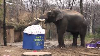 Happy 22nd Birthday to Asian elephant Raja at Saint Louis Zoo