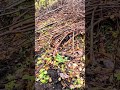Находки прибавляется,коп металлолома