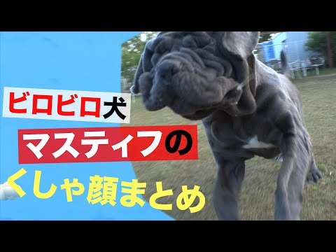 【ﾀﾌﾟﾀﾌﾟﾀﾌﾟﾀﾌﾟ･･】スーパースローで走る犬の顔を撮影してみた【みんなのどうぶつ園公式】Drooping face dog running! High Speed Camera