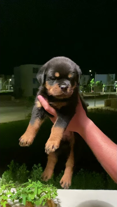 Gringo Vom House Simba Daughter