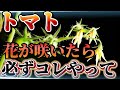 【トマト】花が咲いた後コレをやると今後実がどんどん成ります。必ずやるべき事について
