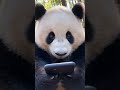 When You Check Your Bank Account After Shopping 🐼😂#panda