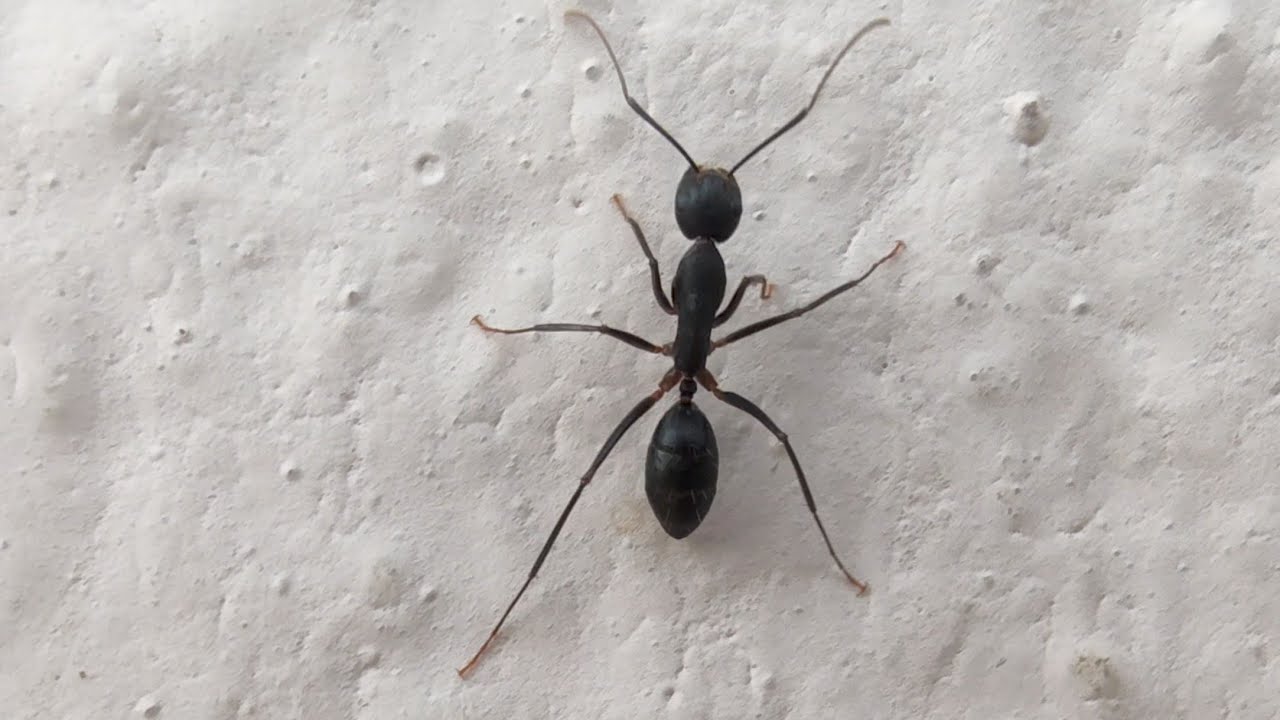Carpenter ants (Camponotus spp.) | Ants of india