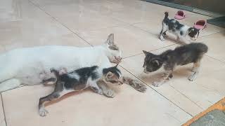 A cute kitten has just come out of the nest to meet the wild ( anak kucing lucu baru keluar sarang) by Vi On 488 views 8 months ago 6 minutes, 7 seconds