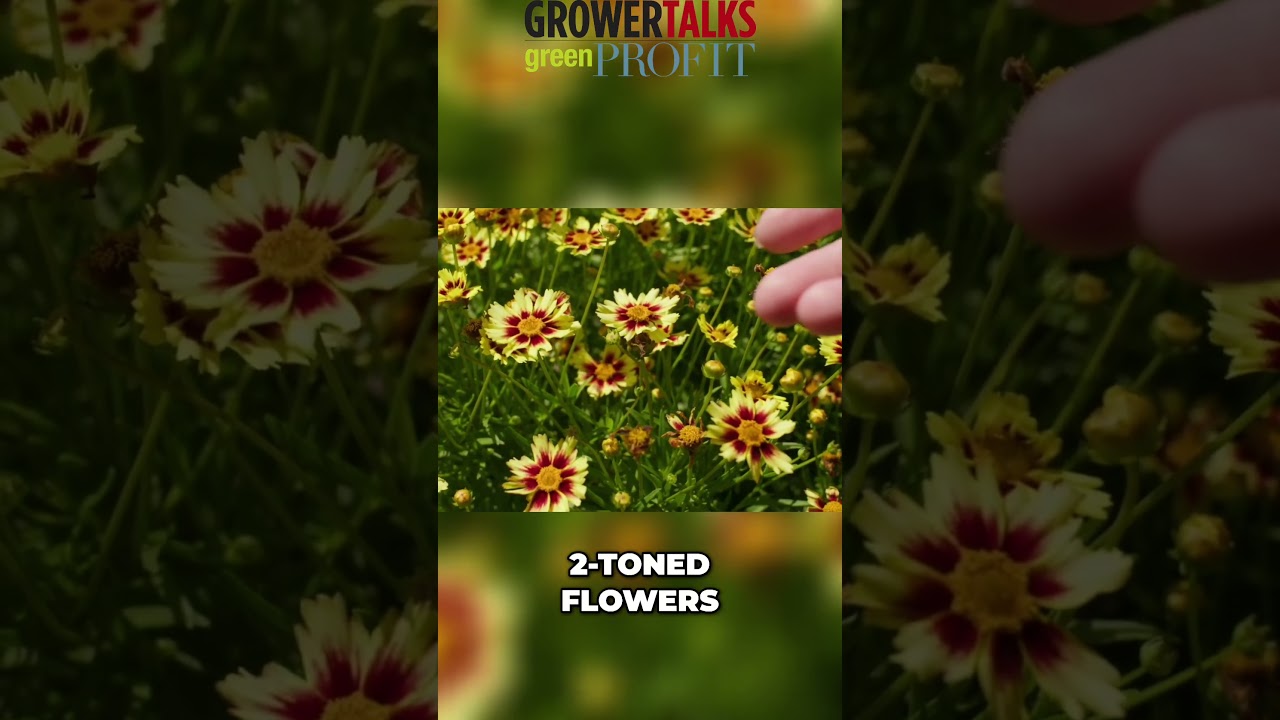 Deer HATE this flower: Coreopsis Sunfetti Yellow Bicolor by Darwin Perennials