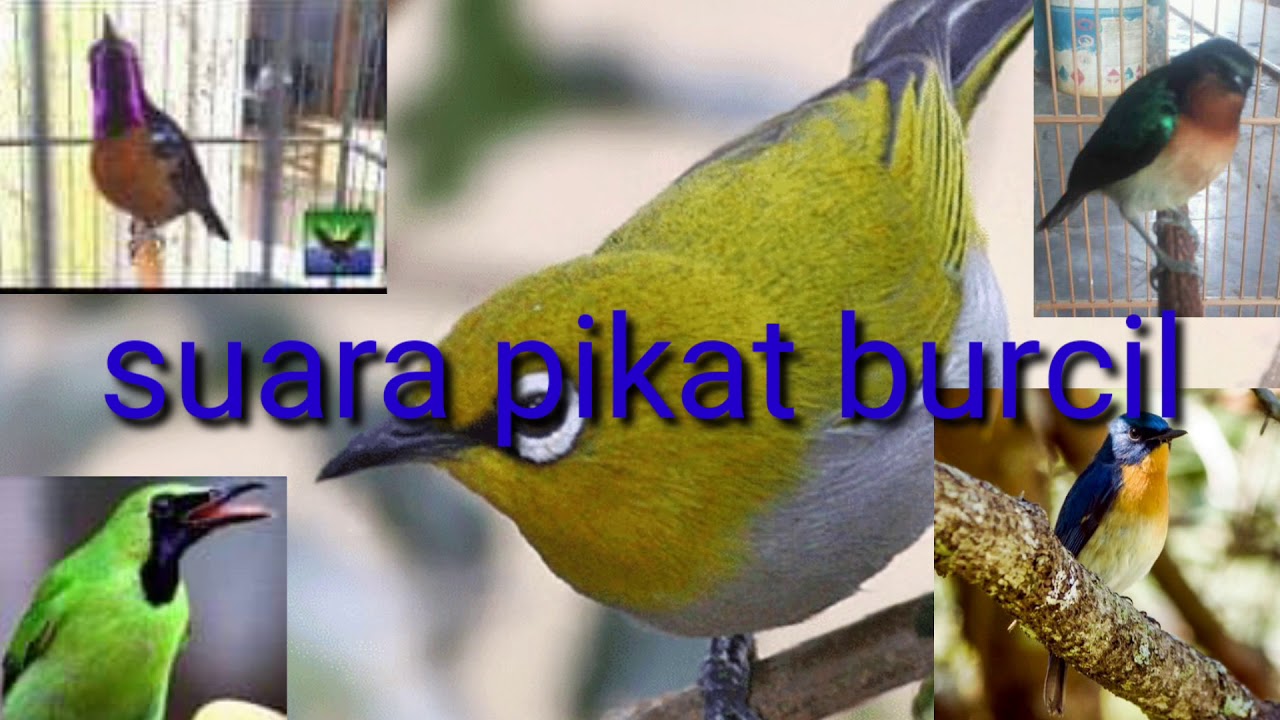Suara pikat burung kecil 