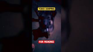 Todo Jumping For Food