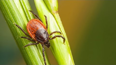 Why spring 2023 will be a massive tick season