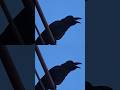 ハシブトガラスの鳴き声   #bird#japanese#crow