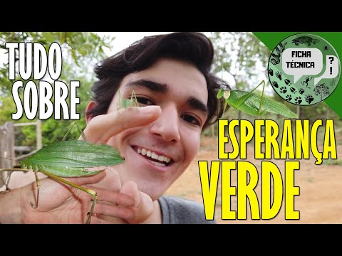 ESPERANÇA-VERDE: Um "gafanhoto chifrudo" que nem é gafanhoto! Ficha Técnica | CAMPOS BIOLOGIA