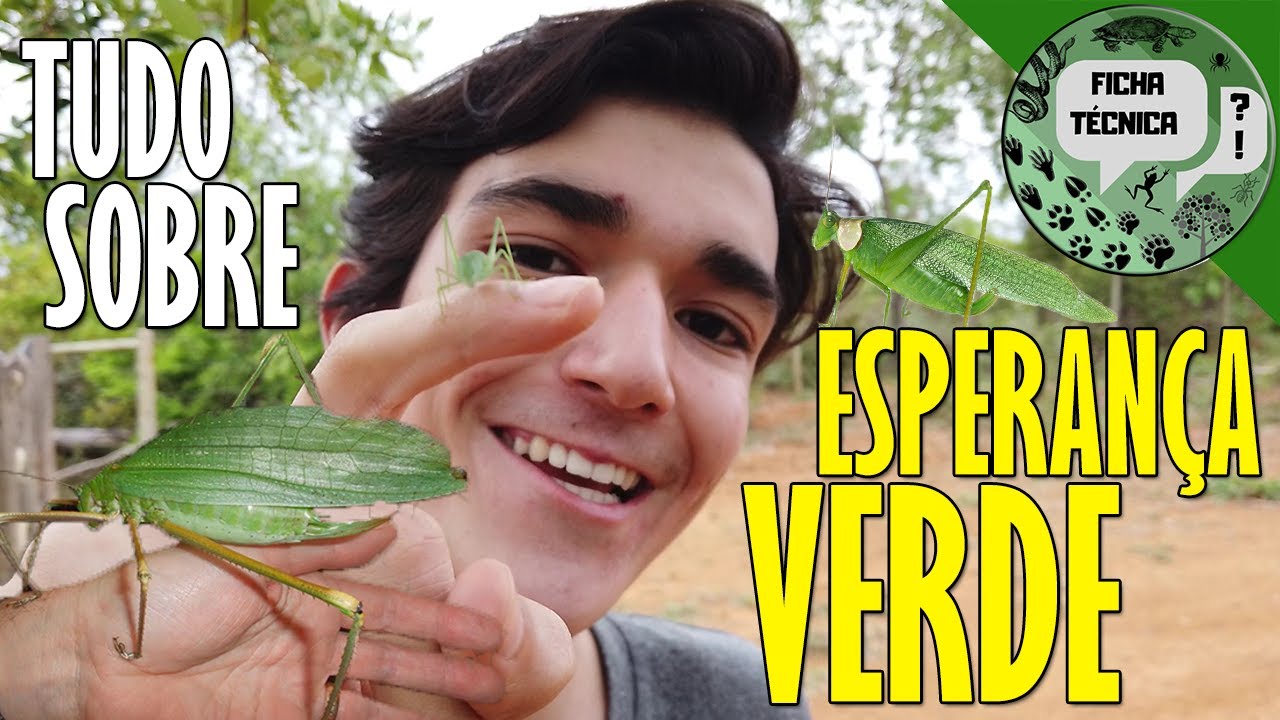ESPERANÇA-VERDE: Um "gafanhoto chifrudo" que nem é gafanhoto! Ficha Técnica | CAMPOS BIOLOGIA