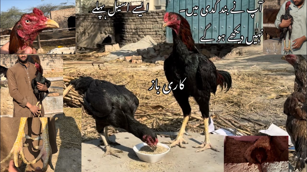 Aj mara breeder or fighter k nazdik s shok karo👍// karry bazz aseel murga // 