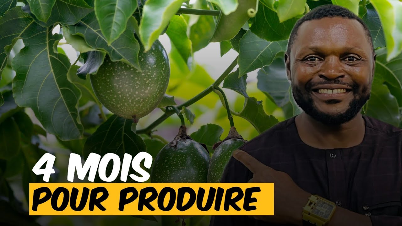 Production des fruits de passion après 4 mois 