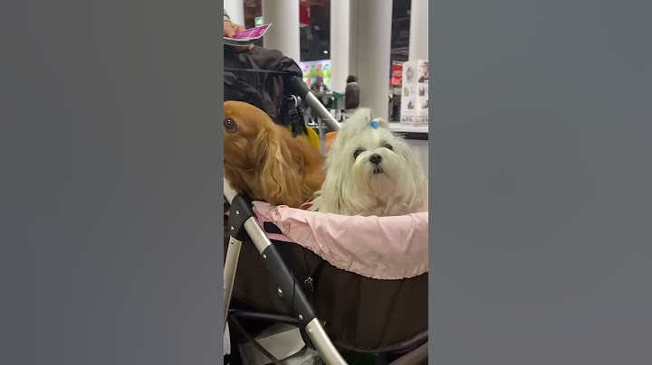 Incontriamo STRANI CANI ad una FIERA per CANI😱🐶🫢 #cane #cani #dog #dogs #quattrozampe