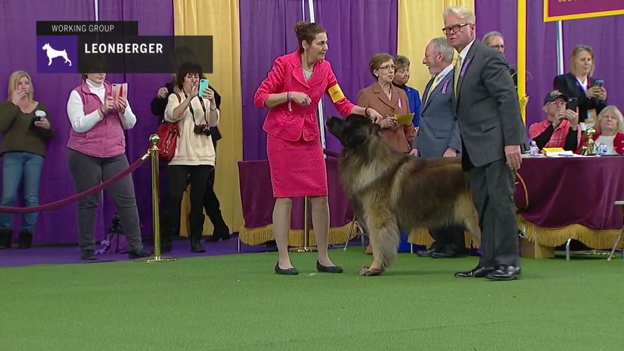 leonberger show