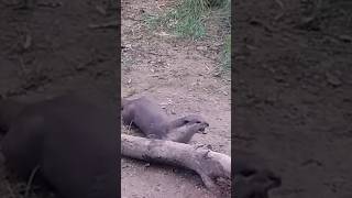 Smooth cotted Otter Crying