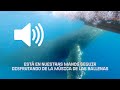 🔊 Activa el audio y disfruta de su canto 🐳