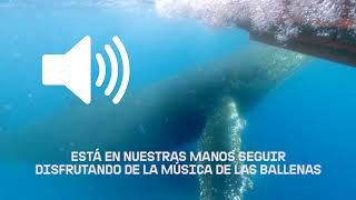 🔊 Activa el audio y disfruta de su canto 🐳