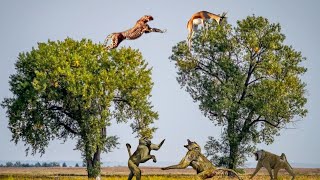 Leopard jump on tree to hunt baby Monkey, Antelope, Tiger, Buffalo  Wild Animal Video Compilation
