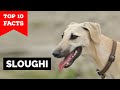Sloughi - Top 10 Facts (Arabian Greyhound) の動画、YouTube動画。