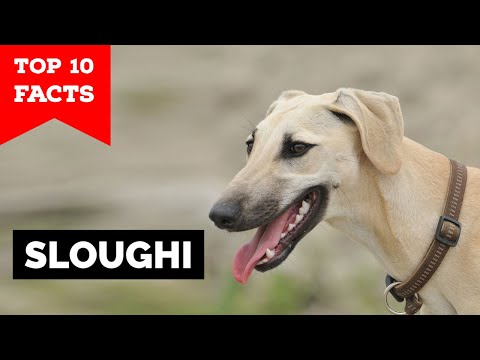 Vídeo: Sloughi Dog Breed Hypoallergenic, Health And Life Span