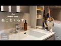 朝ごはんから始まる猫との日常/築35年の洗面所リフォーム/お出かけ記録【猫と暮らしのvlog】