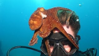 Octopus Ben Gunn Maui