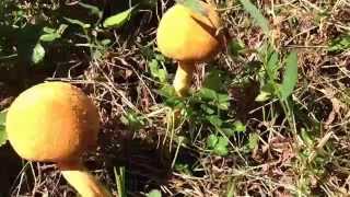 20141011 上野村 コガネタケ