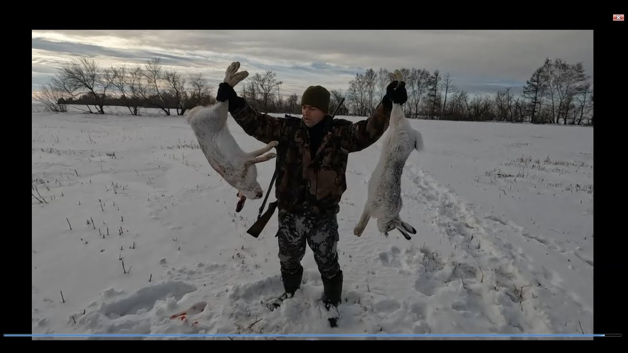 Потропили косых. Зайцы подпускают близко. Хорошо поохотились.