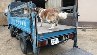 ISUZU ELF из бортового в самосвал