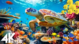[NEW] 3HR Stunning 4K Underwater footage -Rare & Colorful Sea Life Video - Relaxing Sleep Music #12 by Dream Soul 1,680 views 1 month ago 3 hours, 42 minutes