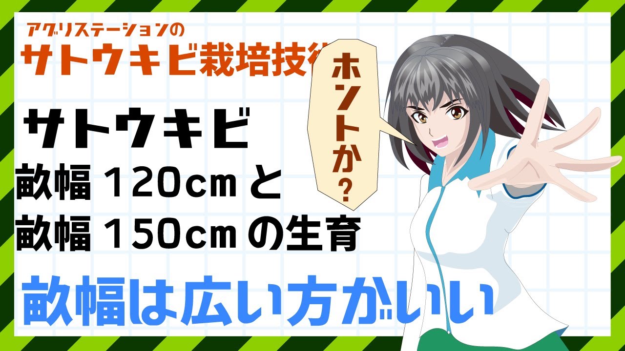 サトウキビの畝幅150cm栽培は利点が多い