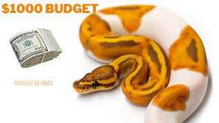 What Ball Python projects to buy with $1000