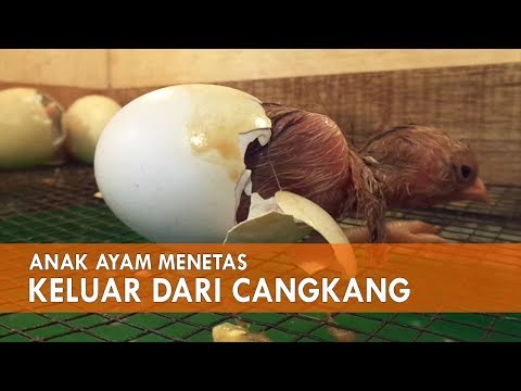 Telur Ayam Menetas : Anak Ayam Keluar Dari Cangkang Telur