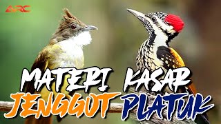 Download lagu MASTERAN CUCAK JENGGT adu tembak dengan PLATUK BAWANG