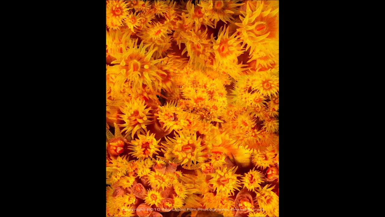 Morgan Heritage--Jah Comes First