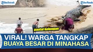 VIRAL! DETIK-DETIK WARGA TANGKAP BUAYA BESAR DI PANTAI KOLONGAN MINAHASA SULAWESI UTARA